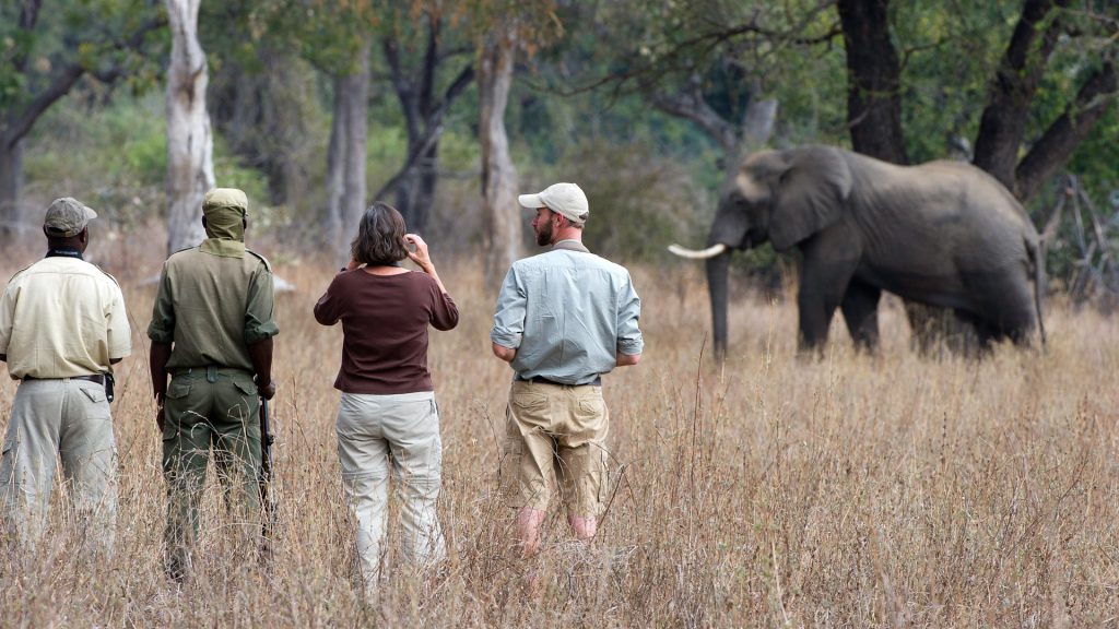 7 days Zambia safari, walking