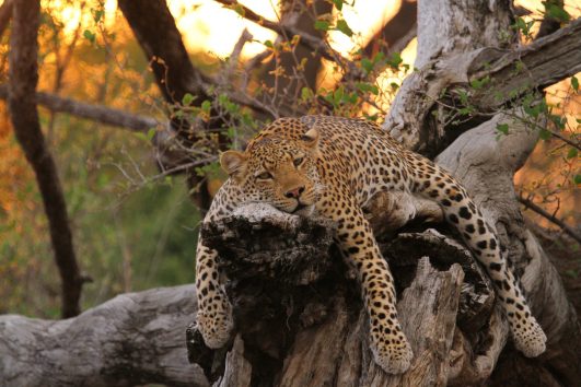 zambia safari tours