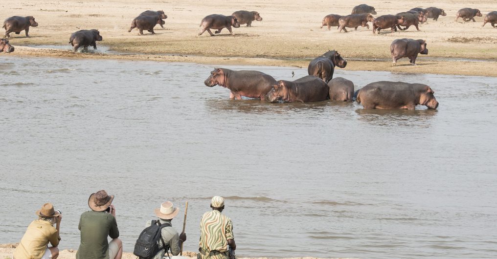 Zambia safari blog