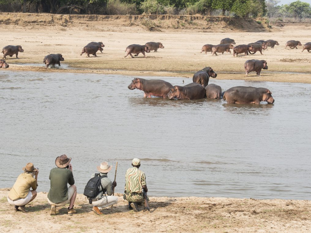 Zambia safari blog