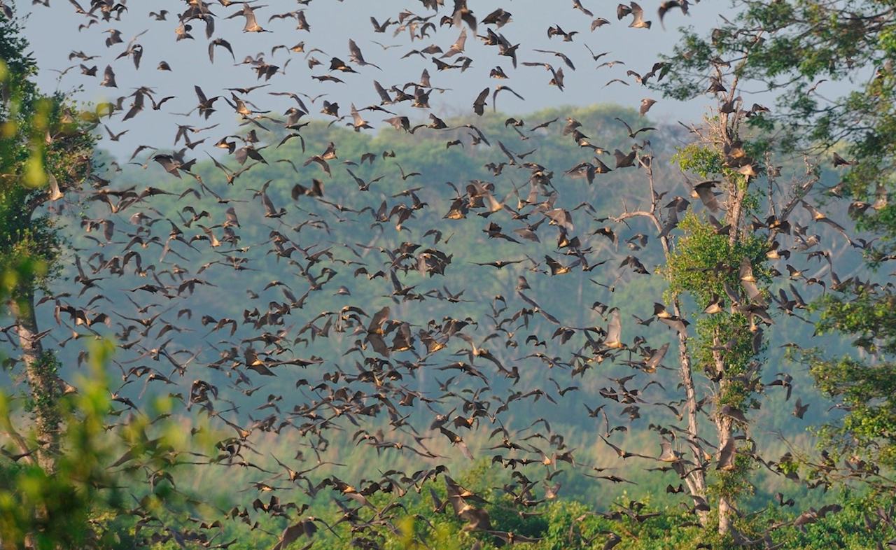 Kasanka National Park Bats Migrate