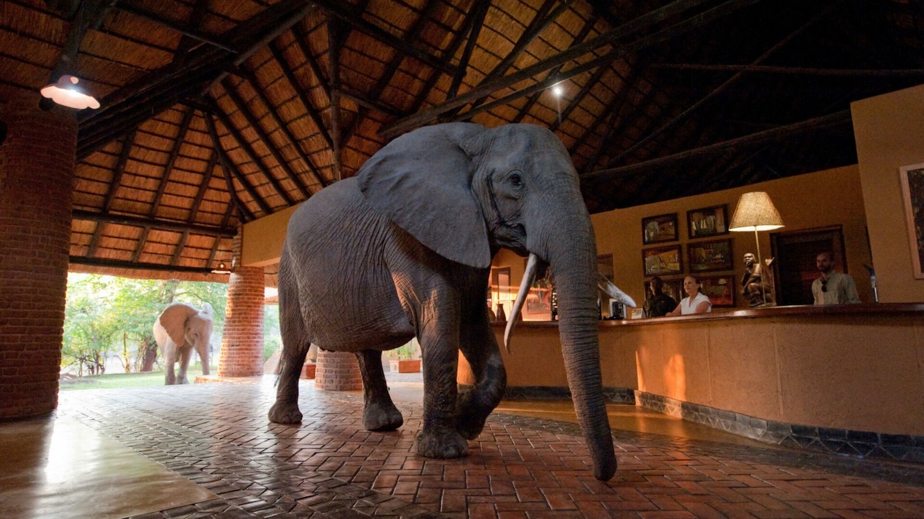 Accommodation South Luangwa Mfuwe