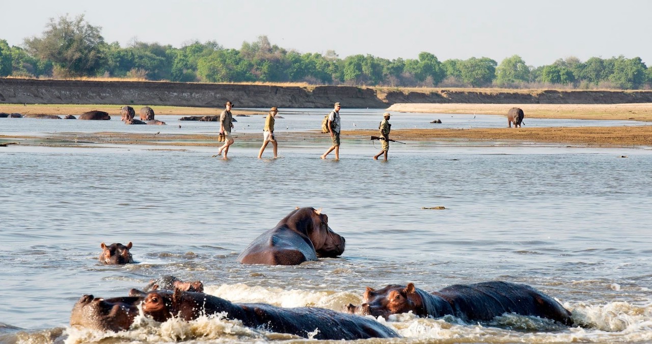 South Luangwa National Park Zambia