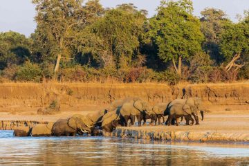4-Day Zambia Safari South Luangwa
