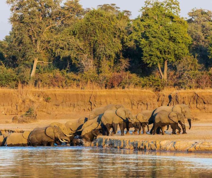 4-Day Zambia Safari South Luangwa