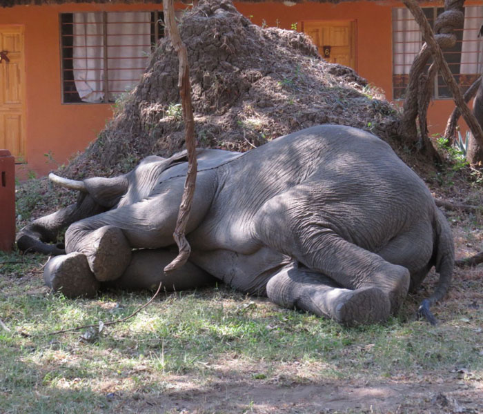 Croc-Valley-Lodge-Zambia-Wildlife