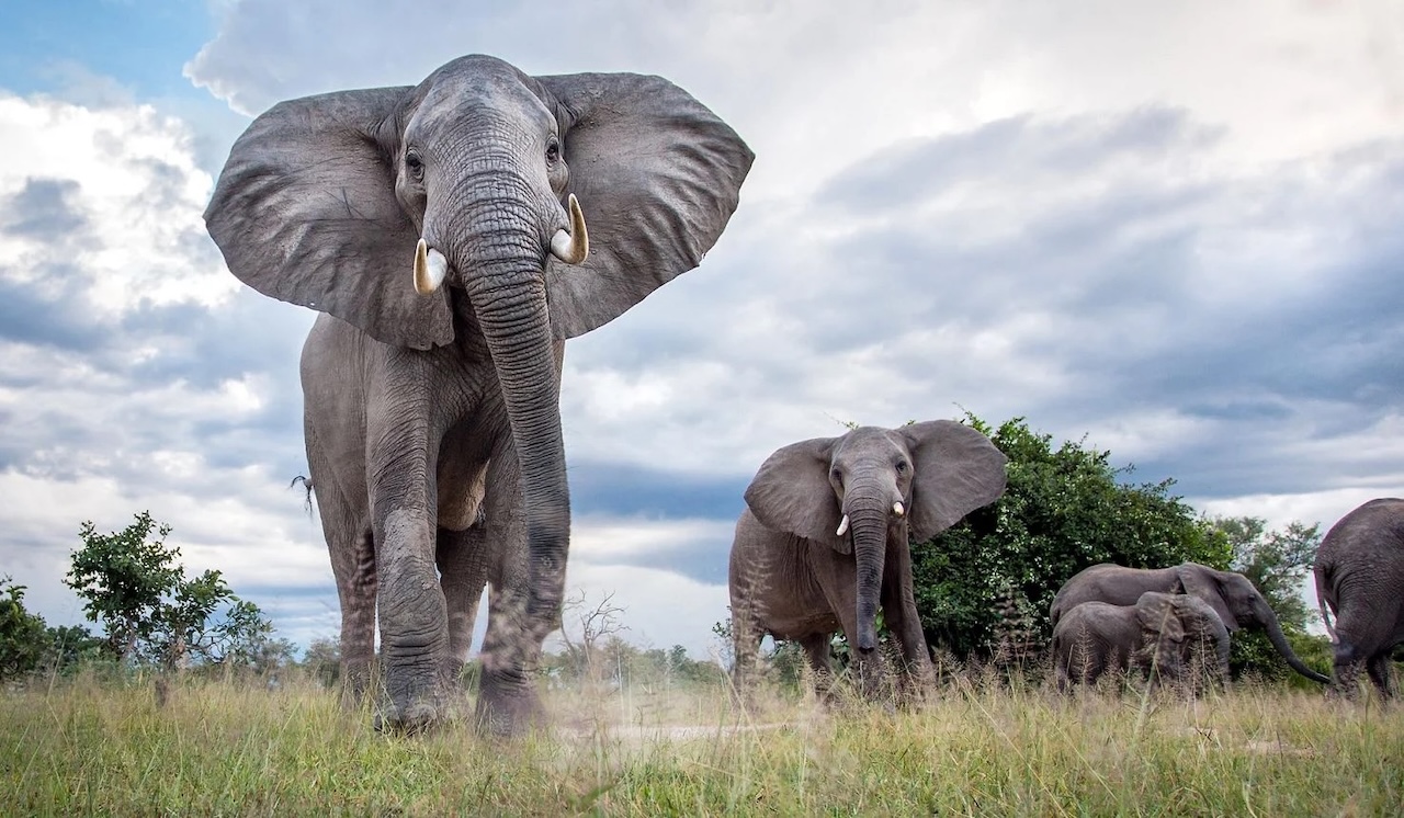 Thornicroft Lodge South Luangwa Wildlife