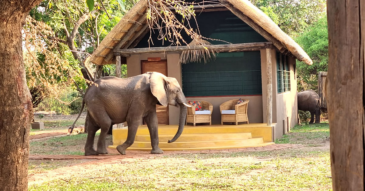 Thornicroft Lodge South Luangwa