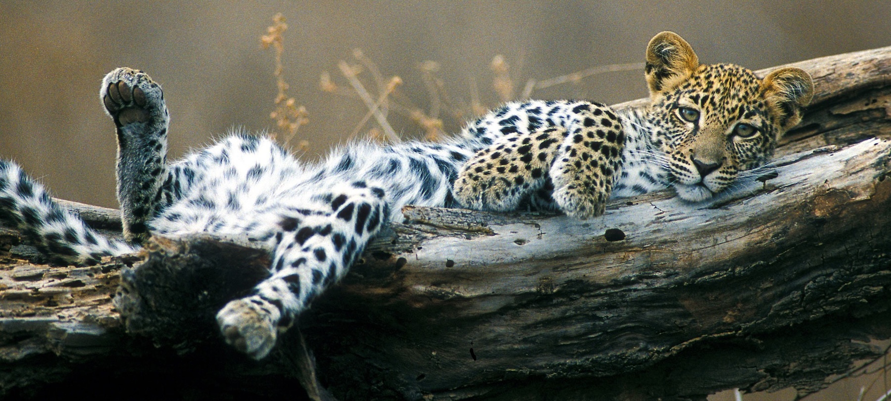 Zambia Safari Tours 2026/2027 – Luxury to Budget Adventures